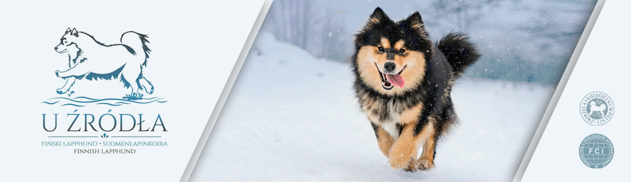 Hodowla U Źródła — fiński lapphund