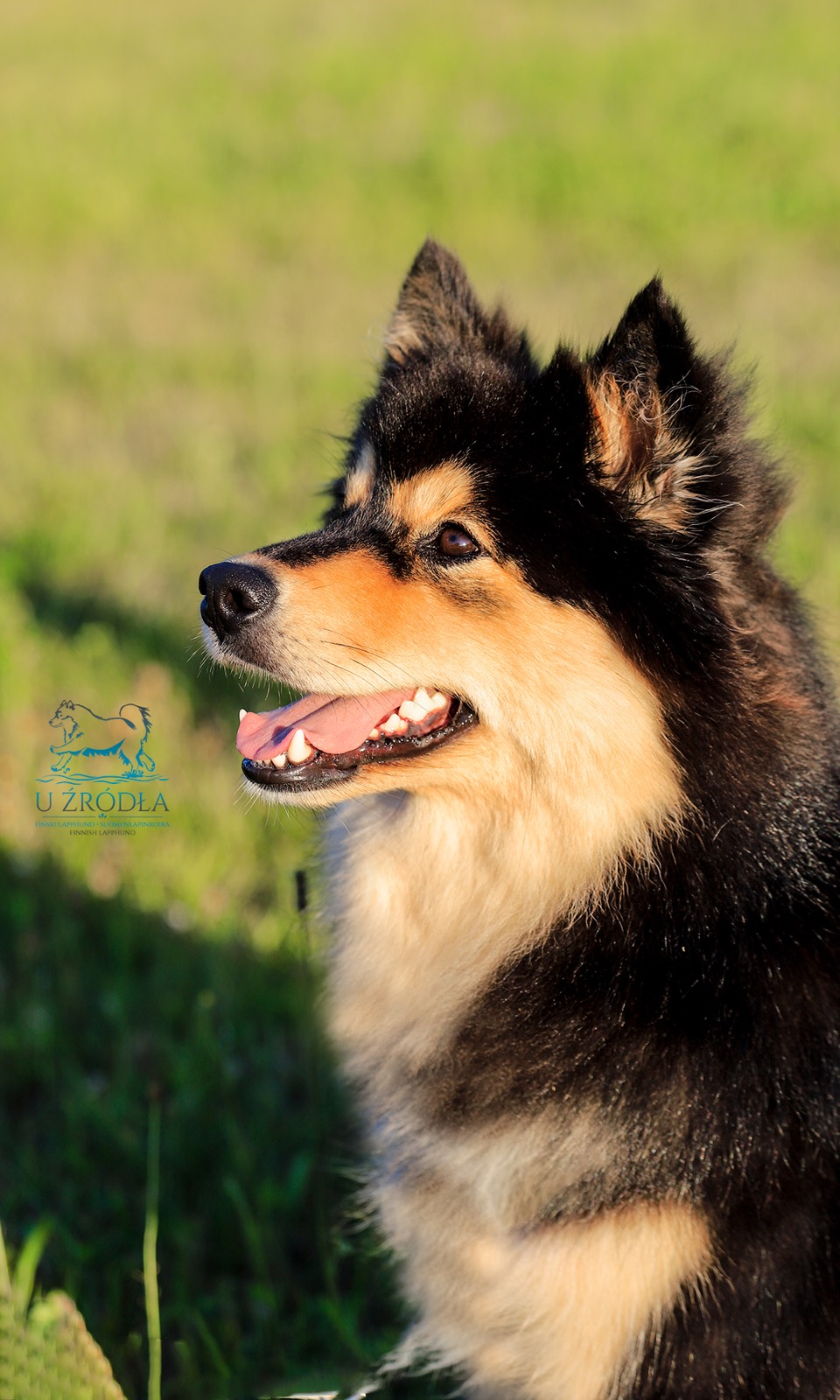 Portret głowy fińskiego lapphunda — Juolukan Honey Bee