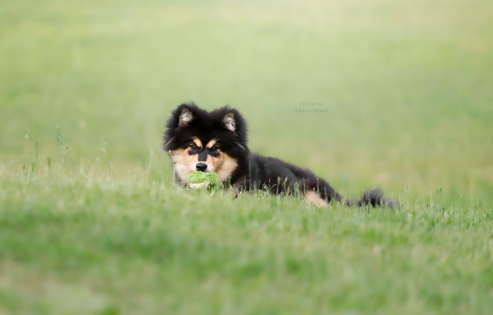 Młody fiński lapphund z piłką na łące