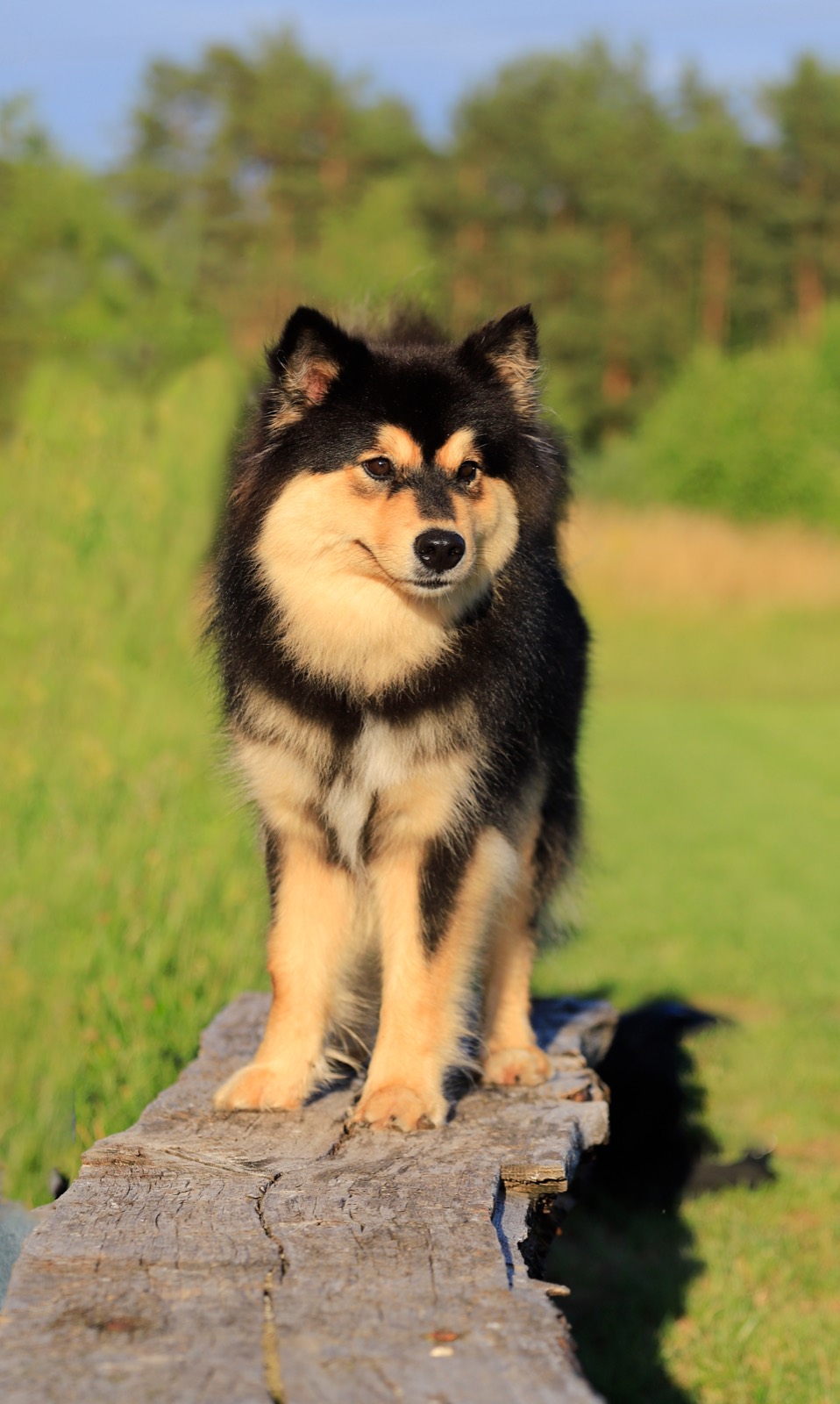 Fiński lapphund stojący na drewnianej kłodzie