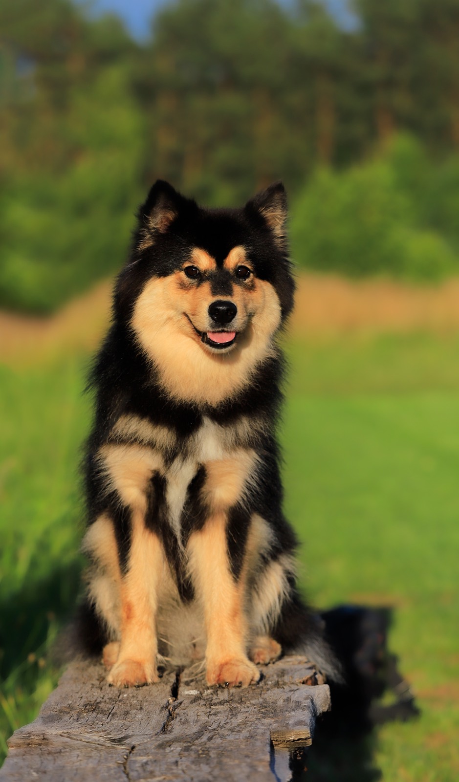 Juolukan Honey Bee — fiński lapphund, suka hodowlana hodowli U Źródła