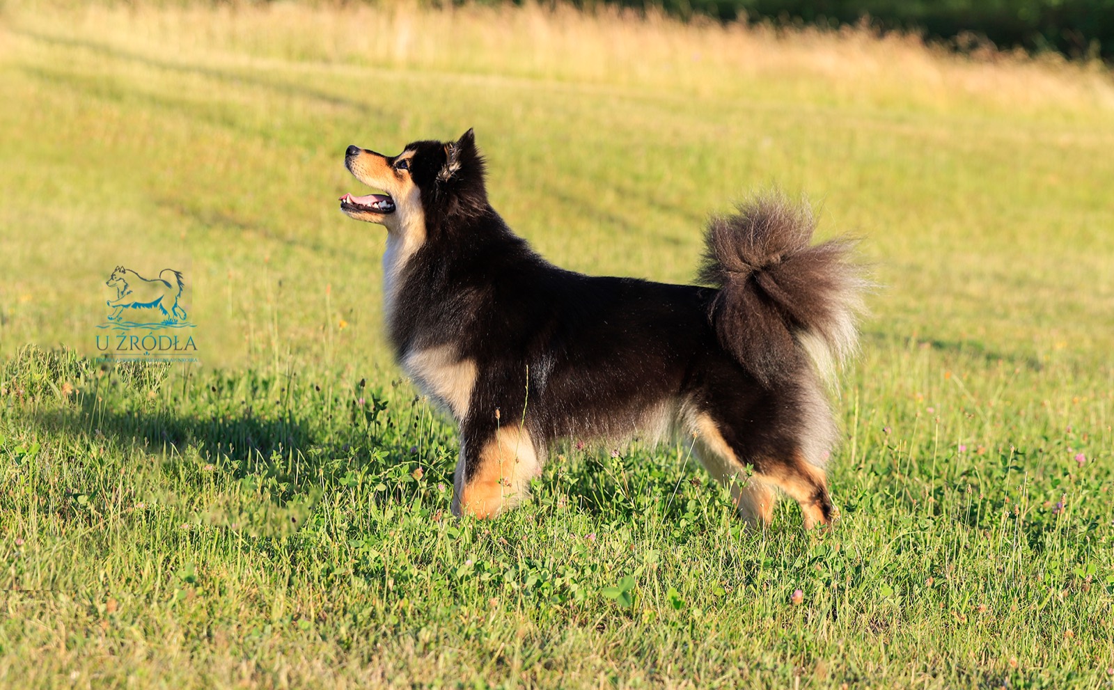 Sylwetka fińskiego lapphunda z profilu