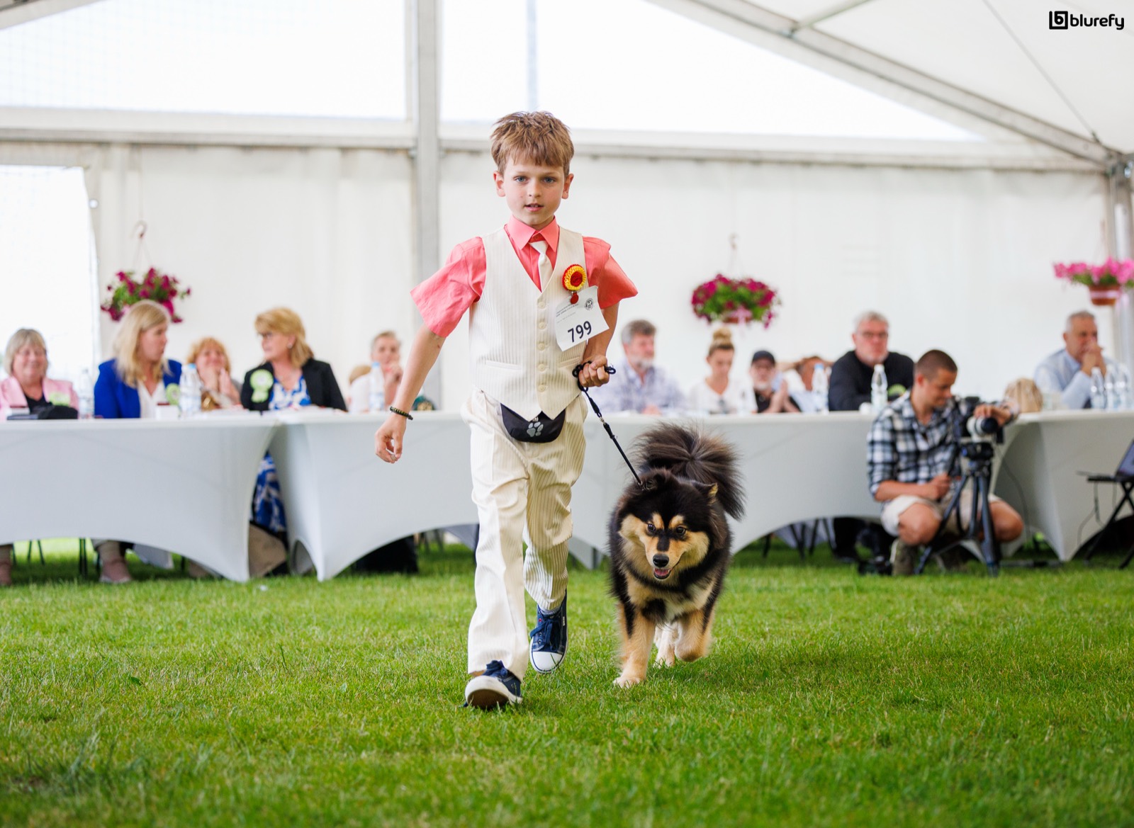 Fiński lapphund w ruchu podczas prezentacji na ringu