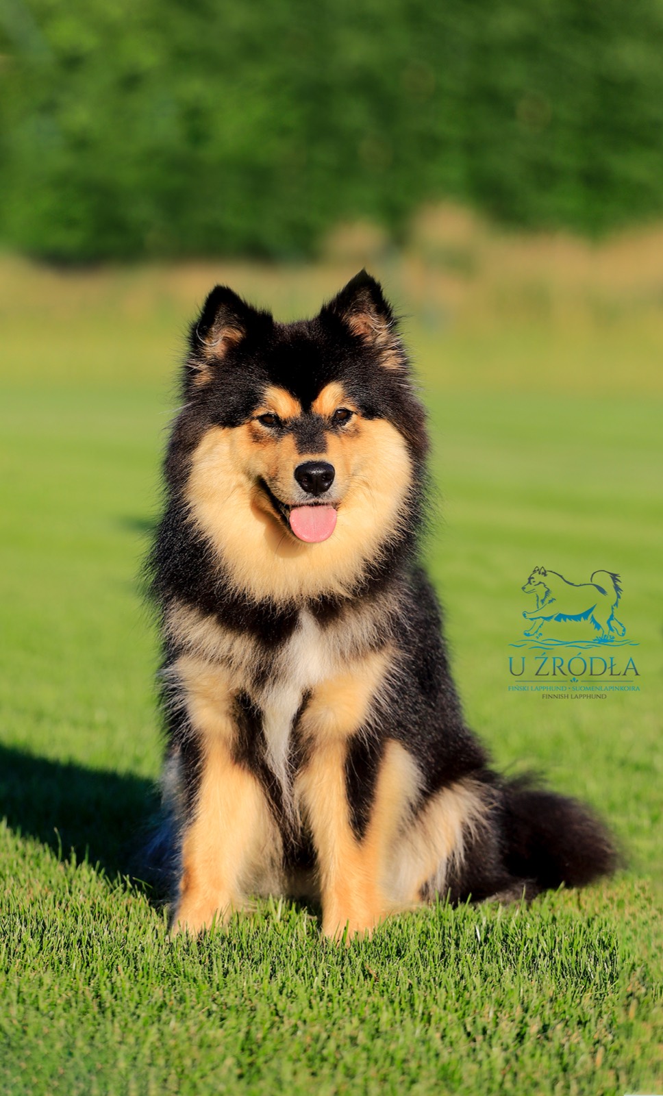 Fiński lapphund siedzący na trawie, ujęcie z przodu