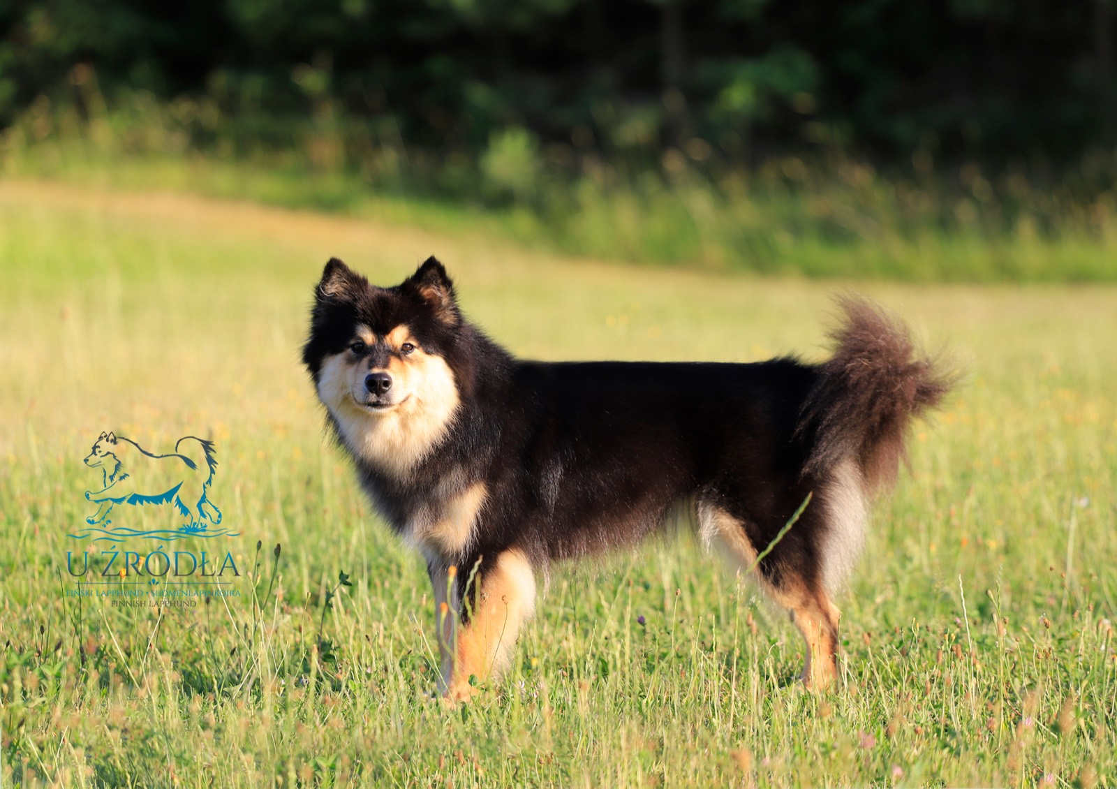 Fiński lapphund Pepsi w pozycji wystawowej na trawie