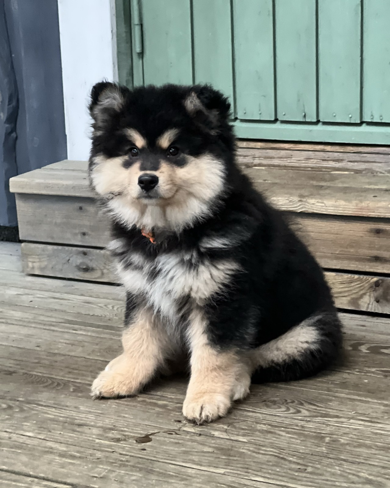 Pepsi jako szczeniak fińskiego lapphunda na drewnianym ganku