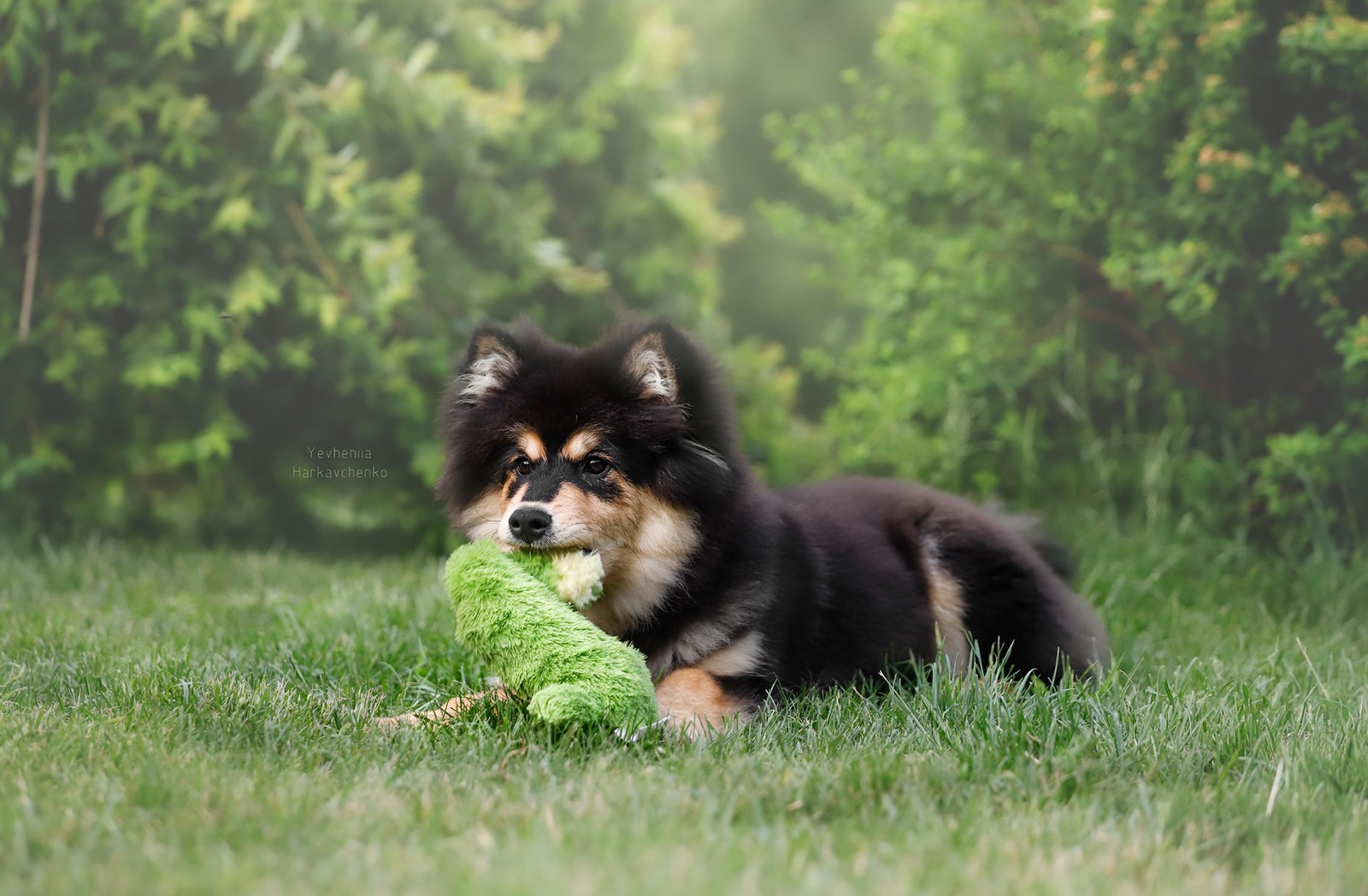 Szczeniak fińskiego lapphunda bawiący się zabawką na trawie