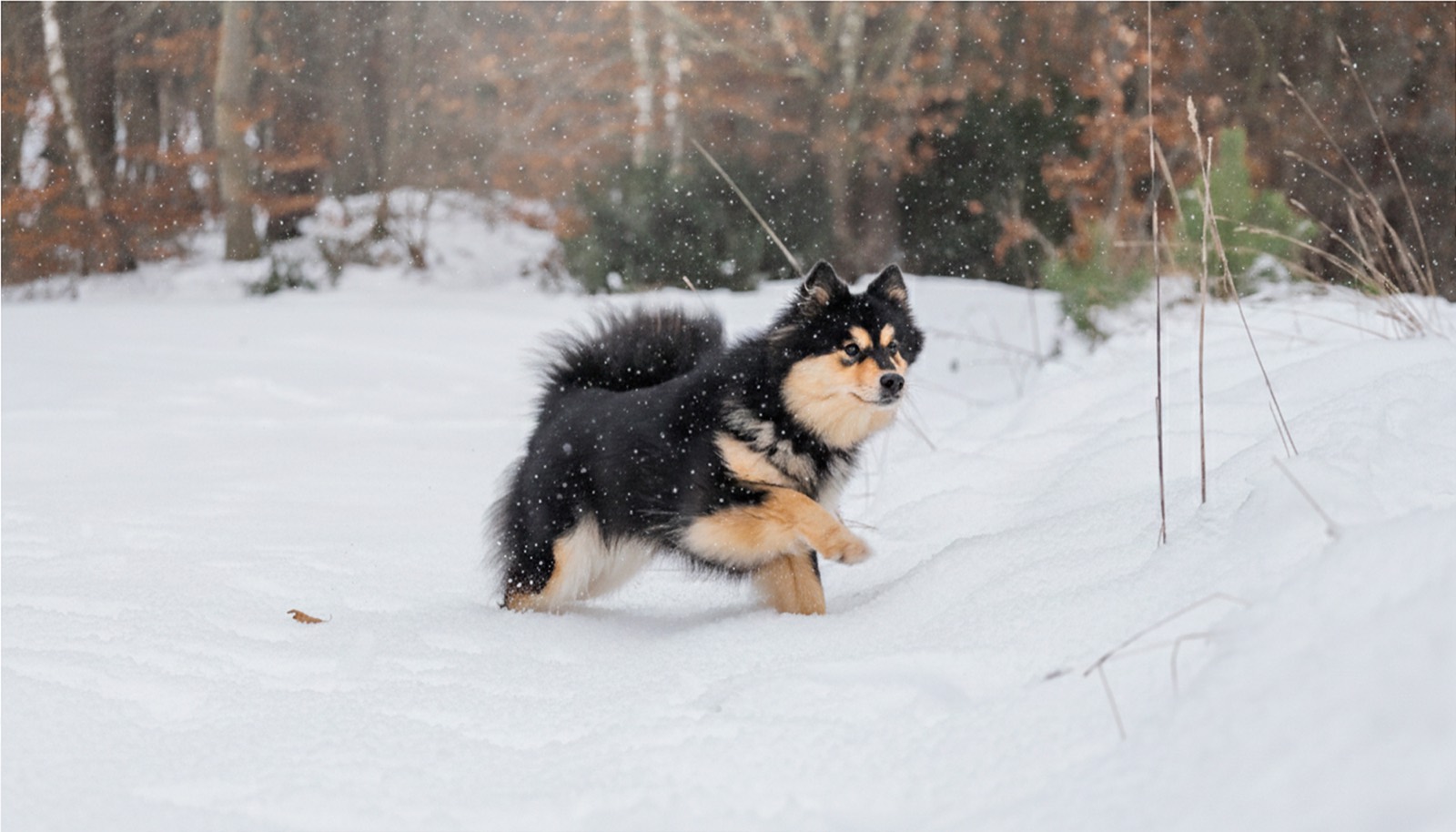 Fiński lapphund biegnący po śniegu