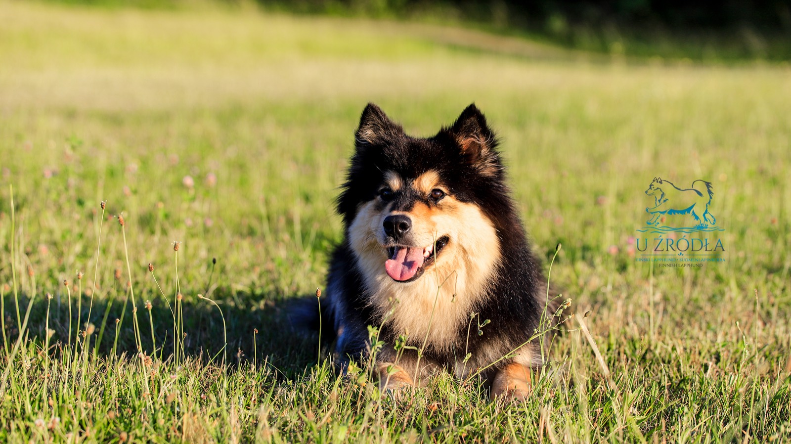 Fiński lapphund leżący w trawie
