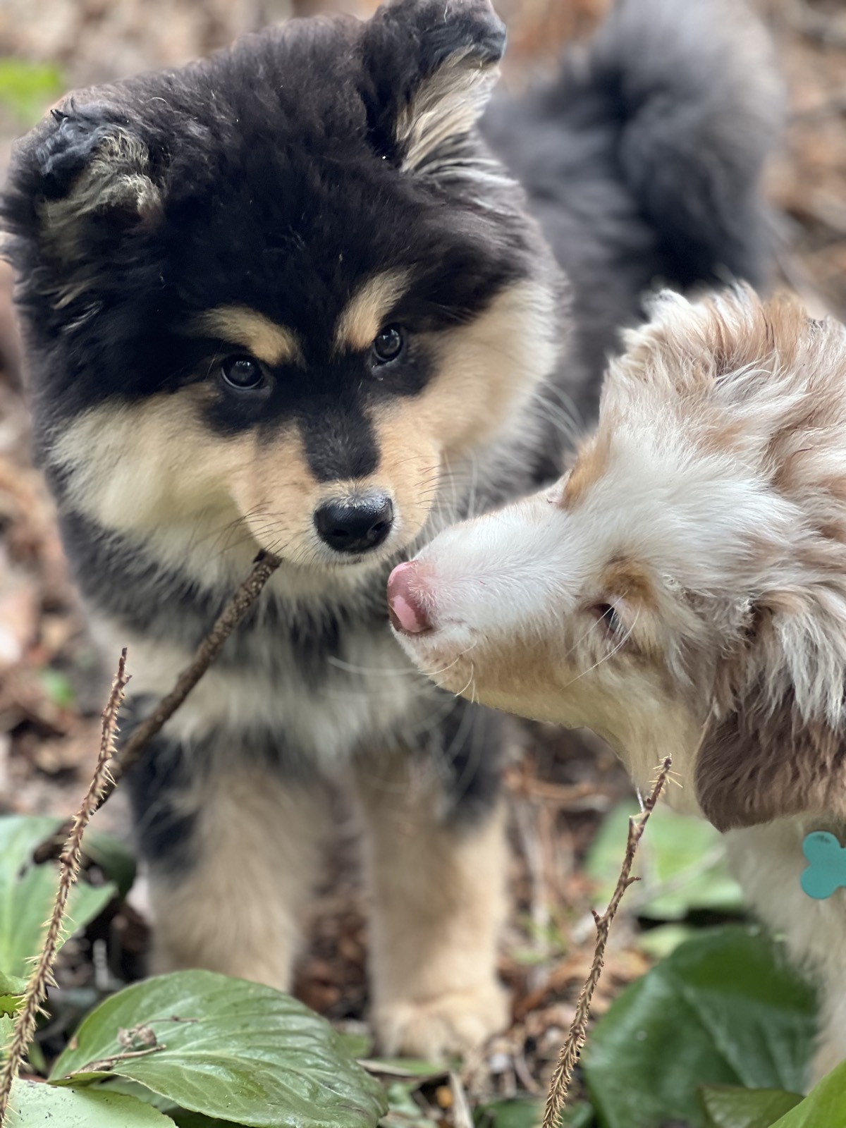 Szczenię fińskiego lapphunda podczas spaceru w lesie