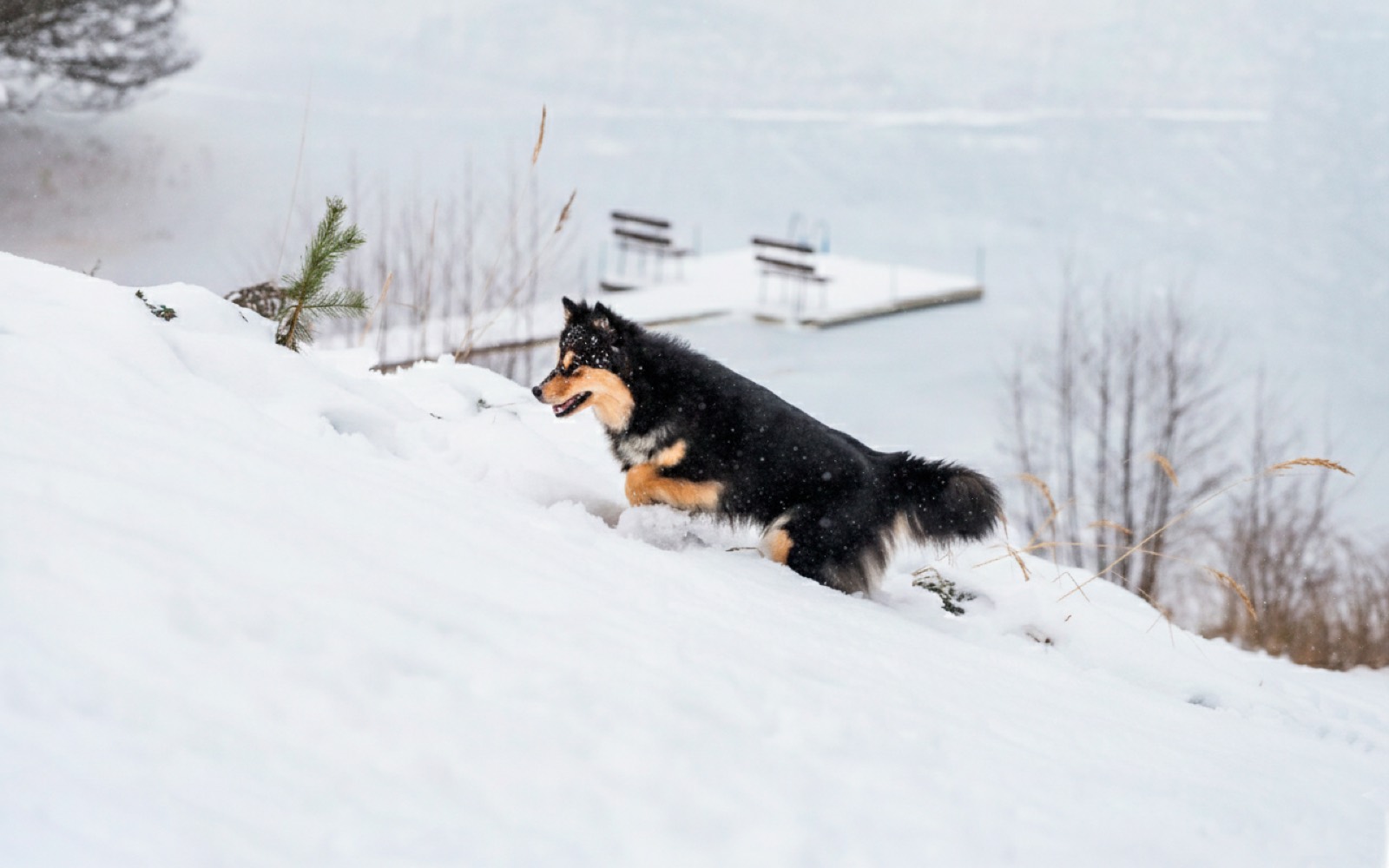 Fiński lapphund na zaśnieżonym brzegu jeziora