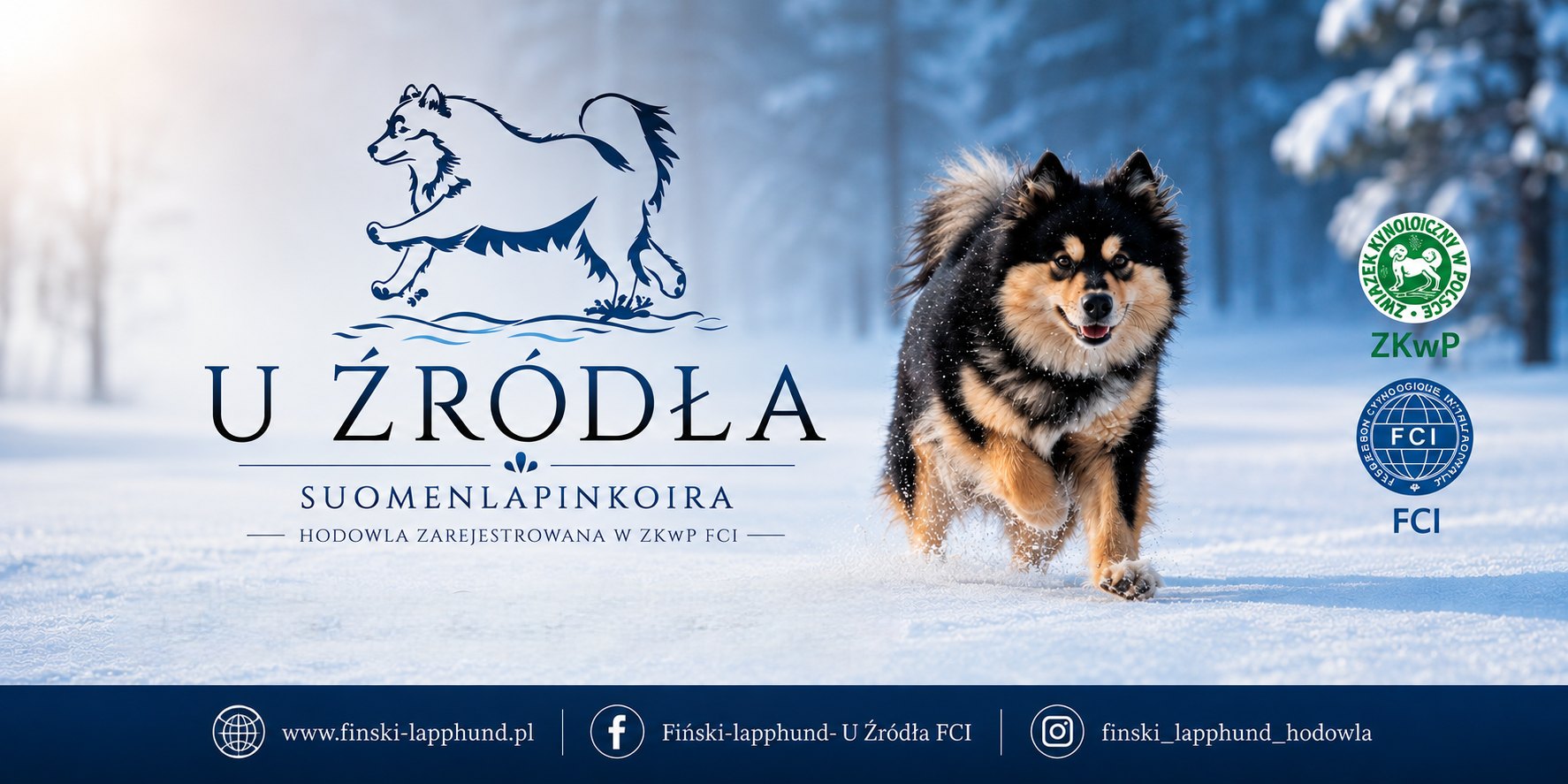 Hodowla U Źródła — fiński lapphund