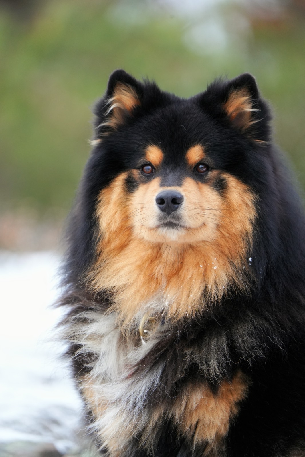 Trollflickans Impreza Hanzo — portret fińskiego lapphunda z przodu