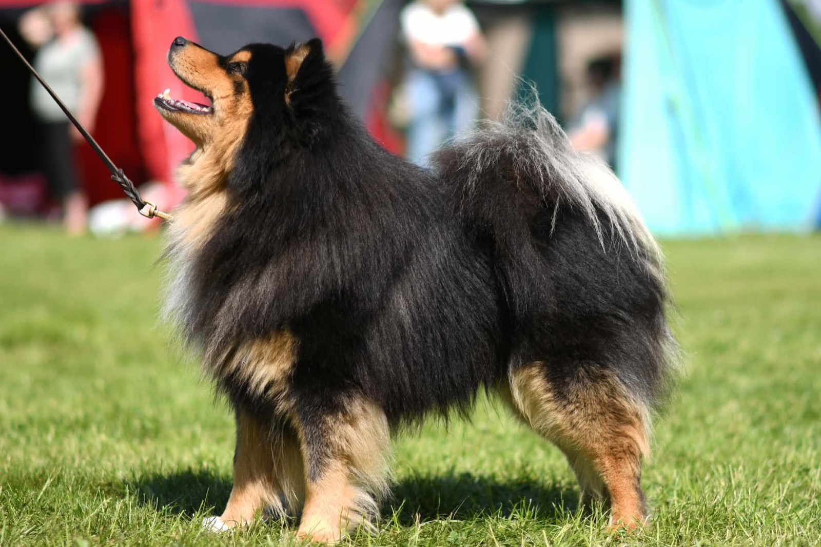Trollflickans Impreza Hanzo — fiński lapphund, reproduktor, sylwetka wystawowa na trawie