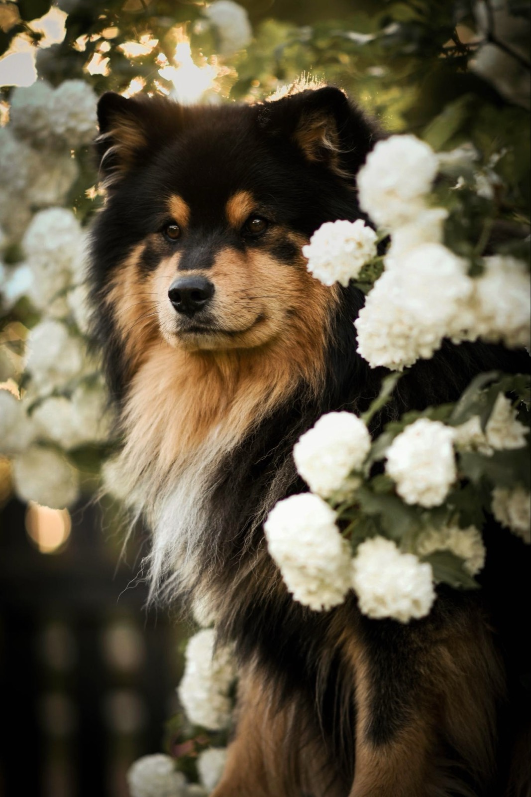 Fiński lapphund Hanzo wśród białych kwiatów