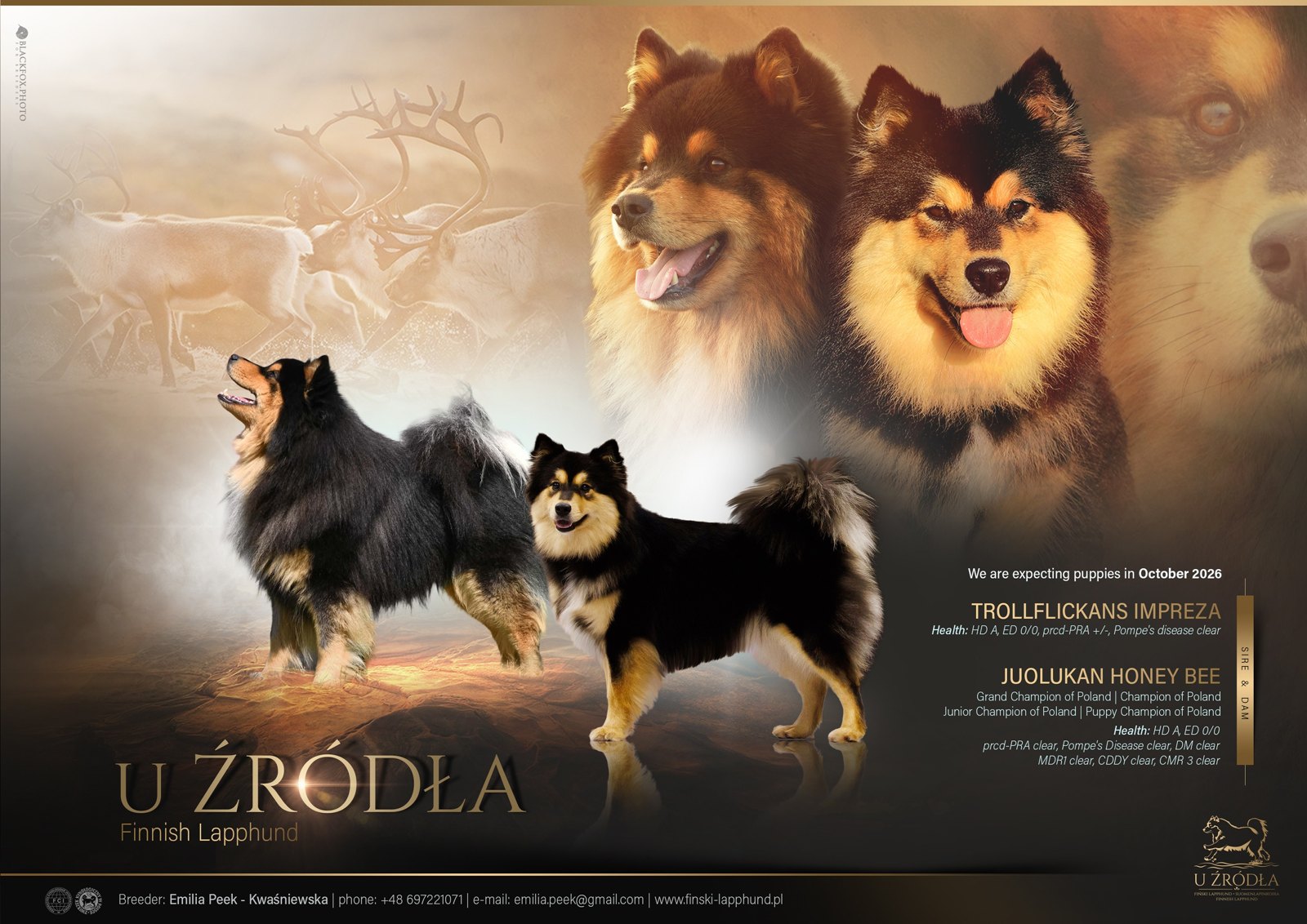Zapowiedź miotu fińskiego lapphunda: Trollflickans Impreza × Juolukan Honey Bee, szczenięta w październiku 2026